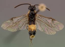 Attēlu rezultāti vaicājumam “Argidae”