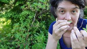 Attēlu rezultāti vaicājumam “Menziesia ferruginea”