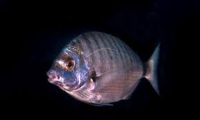Image result for Diplodus puntazzo