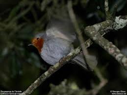 Attēlu rezultāti vaicājumam “Erithacus rubecula adult”