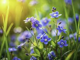 Attēlu rezultāti vaicājumam “Veronica chamaedrys flower”