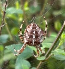 Attēlu rezultāti vaicājumam “Araneus diadematus eggs”