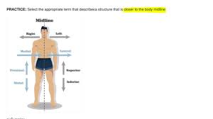 Image result for body midline