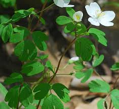 Attēlu rezultāti vaicājumam “Isopyrum thalictroides fruit”