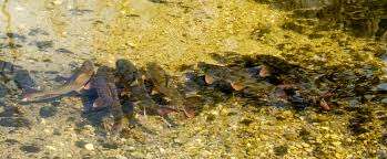 Image result for Moxostoma macrolepidotum