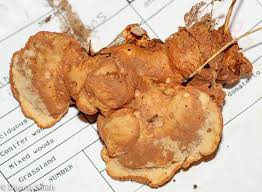 Attēlu rezultāti vaicājumam “Hapalopilus croceus”