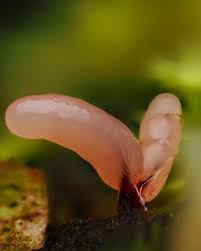 Attēlu rezultāti vaicājumam “Stemonitopsis typhina macro”