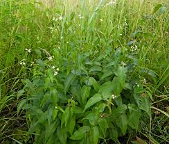 Attēlu rezultāti vaicājumam “Oenothera rubricauli leaf”