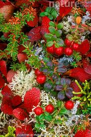 Attēlu rezultāti vaicājumam “Vaccinium vitis-idaea leaf”