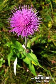 Attēlu rezultāti vaicājumam “Cirsium heterophyllum leaf”