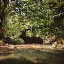 Image result for Fleet Ibex Field Archery Club