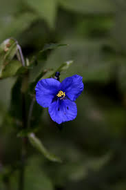 Attēlu rezultāti vaicājumam “Commelina coelestis”