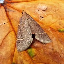 Attēlu rezultāti vaicājumam “Hypsopygia glaucinalis”