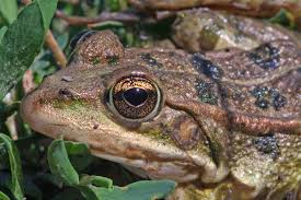 Attēlu rezultāti vaicājumam “Pelophylax”