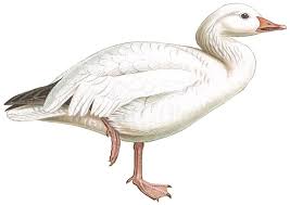 Image result for Anser caerulescens