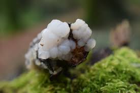 Attēlu rezultāti vaicājumam “Myxarium nucleatum”