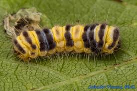 Attēlu rezultāti vaicājumam “Zygaenidae”