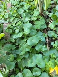 Attēlu rezultāti vaicājumam “Hydrocotyle vulgaris leaf”