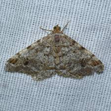 Attēlu rezultāti vaicājumam “Macaria signaria”