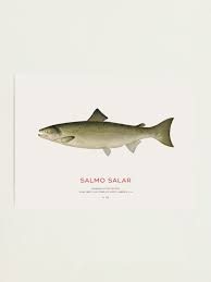 Image result for Salmo salar
