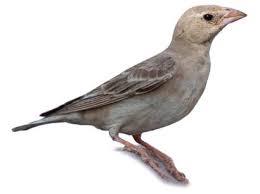 Attēlu rezultāti vaicājumam “Passer montanus adult”