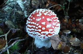 Attēlu rezultāti vaicājumam “Amanita muscaria”