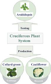 Attēlu rezultāti vaicājumam “Cruciferae”