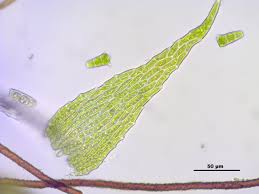 Attēlu rezultāti vaicājumam “Platydictya jungermannioides”