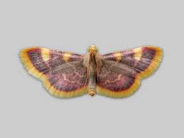 Attēlu rezultāti vaicājumam “Idaea muricata”