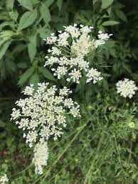 Attēlu rezultāti vaicājumam “Daucus carota subsp. carota leaf”