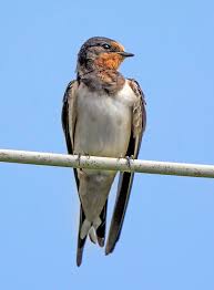 Attēlu rezultāti vaicājumam “Hirundo rustica”