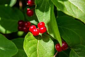 Attēlu rezultāti vaicājumam “Lonicera xylosteum fruit”