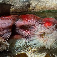 Attēlu rezultāti vaicājumam “Anemone”