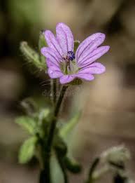 Attēlu rezultāti vaicājumam “Geranium molle flower”