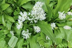 Attēlu rezultāti vaicājumam “Allium ursinum leaf”