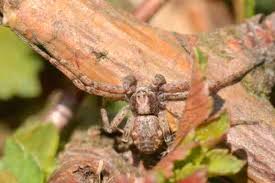 Attēlu rezultāti vaicājumam “Xysticus bifasciatus”