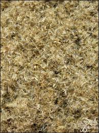 Image result for Helichrysum foetidum