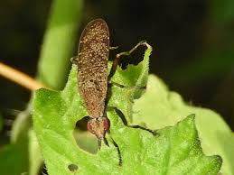 Attēlu rezultāti vaicājumam “Coremacera marginata”