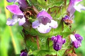 Attēlu rezultāti vaicājumam “Labiatae”