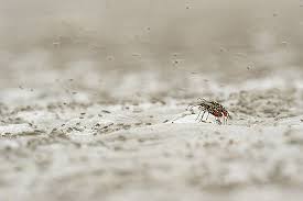 Attēlu rezultāti vaicājumam “Cicindela sylvatica imago”