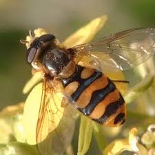 Attēlu rezultāti vaicājumam “Eupeodes nielseni”