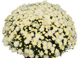 Image result for Chrysanthemum sebatense