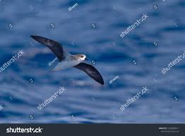 Image result for Pterodroma feae