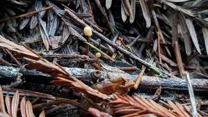 Attēlu rezultāti vaicājumam “Heyderia abietis”