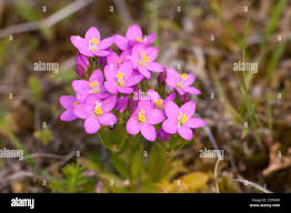 Attēlu rezultāti vaicājumam “Centaurium littorale flower”
