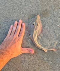 Image result for Glaucostegus cemiculus