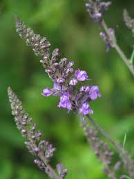 Image result for Linaria purpurea