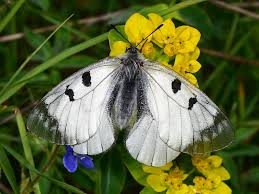 Attēlu rezultāti vaicājumam “Parnassius mnemosyne underside”