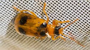 Attēlu rezultāti vaicājumam “Phyllobrotica quadrimaculata”