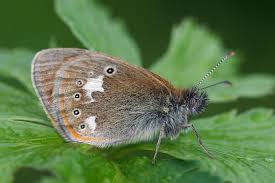 Attēlu rezultāti vaicājumam “Coenonympha glycerion”